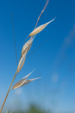 Blue Nude Wheat