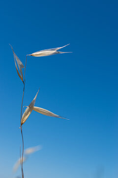 Nude Wheat 2