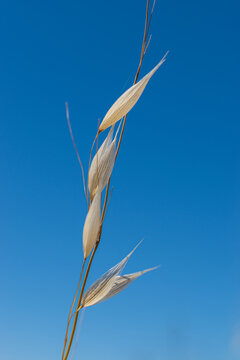 Nude Wheat