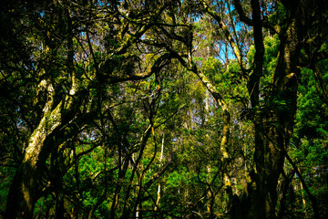 sun shining through trees