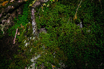 green moss on the wall