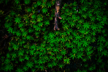 green moss on the wall