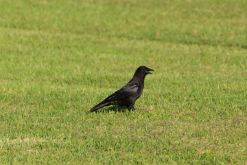 crow on the grass