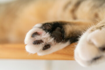 猫の足の裏
