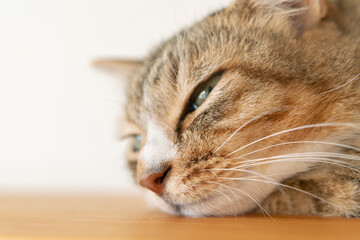 ウトウトする猫