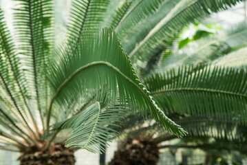 liście palmy - obrazy, fototapety, plakaty