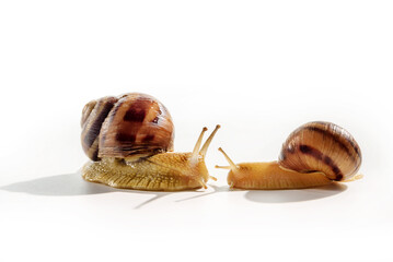 A pair of Grape snails isolated on a white background.