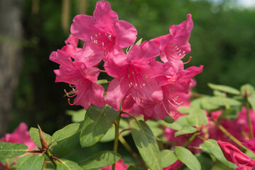 różowe kwiaty kwitnącego rododendronu - obrazy, fototapety, plakaty