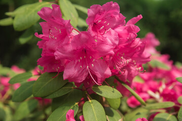 kwitnący rododendron - obrazy, fototapety, plakaty