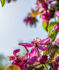 Pink flowers of blooming Apple tree in spring against blue sky on a sunny day in nature outdoors
