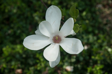 kwiat magnolii