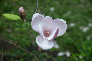 kwiat magnolii - obrazy, fototapety, plakaty
