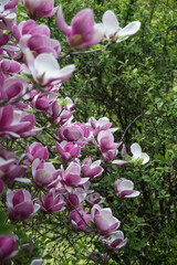 kwitnąca wiosną magnolia fioletowa