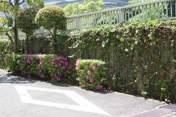 ツツジの植え込み