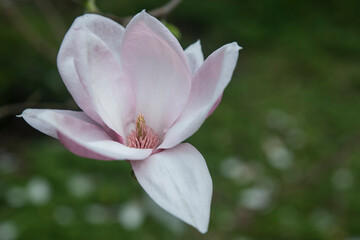 Fototapeta kwitnąca magnolia na wiosnę obraz