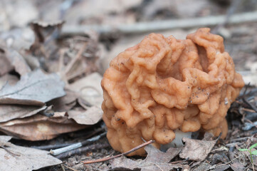 Gyromitra esculenta mushroom, close up