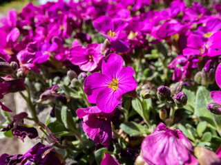 Fototapeta premium Close-up shot of the garden arabis, mountain rock cress or caucasian rockcress (Arabis caucasica wild) 'Heidi' flowering in spring with bright deep pink - purple flowers