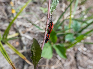 Close-up shot of two adult Scarlet Shieldbug (Eurydema dominulus) pair mating on a plant stem in spring