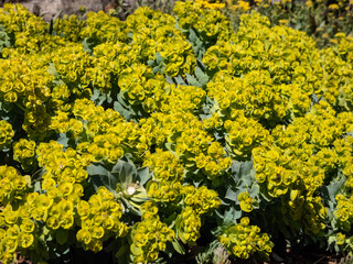 Myrtle spurge (Euphorbia myrsinites) flowering in the garden in bright sunlight. Evergreen,...
