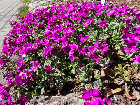 Close-up shot of the garden arabis, mountain rock cress or caucasian rockcress (Arabis caucasica wild) 'Heidi' flowering in spring with bright deep pink - purple flowers