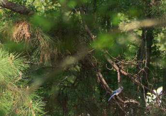 bird in a tree