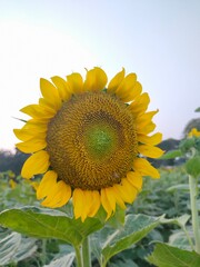 beautiful Sunflower Photos from field from Agricultural University Tamil Nadu