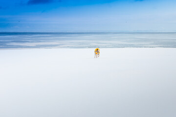 Arabian hound runs on the snowy shore of the ocean