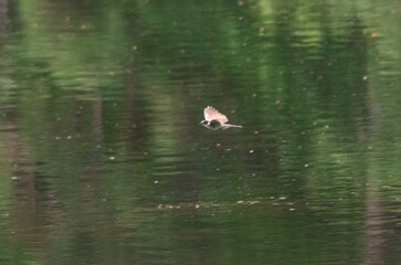 bird flying over water
