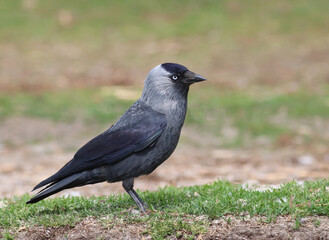 Fototapeta premium Western jackdaw