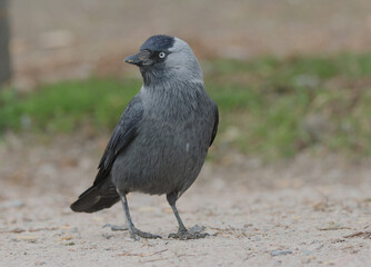 Western jackdaw