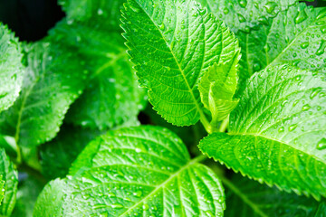 雨に濡れるアジサイの葉