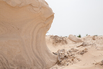 dunes fossil with sand in desert with grain and out of focus