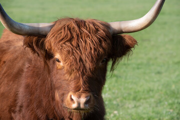 A young brown and shaggy highland cattle with long horns stands in a green pasture and faces the...