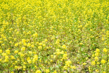 菜の花畑