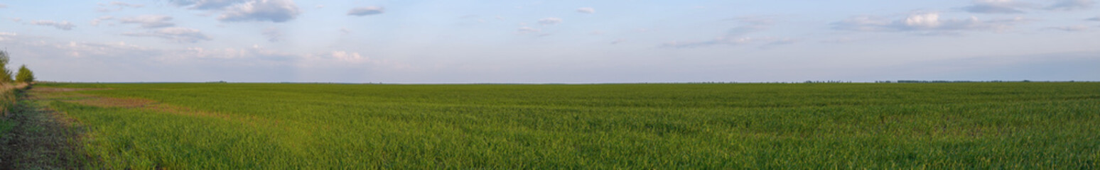 Obraz premium Panorama of a green field sown with wheat or rye