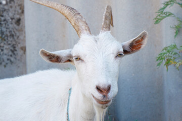 Fototapeta premium Portrait of a white horned goat in close-up