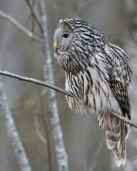 Ural owl on branch