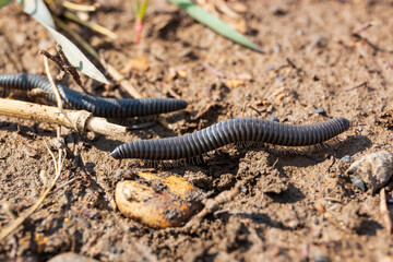 black worms crawling on the ground, invertebrates, inhabitants of agricultural fields