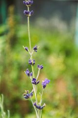 Purple lavender flower closeup with green grass