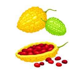 Ripe momordica charantia or bitter melon tropical edible fruit set vector illustration