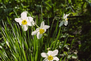 White daffodils with a yellow center in the garden