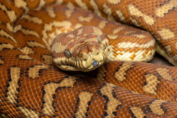 Centralian Carpet Python (Morelia bredli)