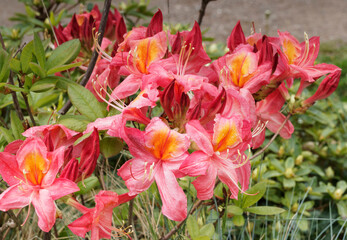 (Azalea Mollis) Gros plan sur fleurs d'azalées de Chine 'Berry Rose' en forme de trompettes...
