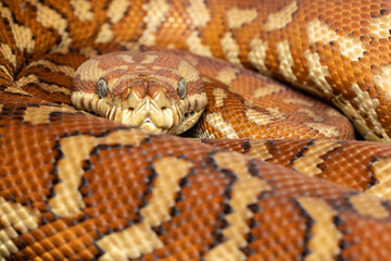 Obraz premium Centralian Carpet Python (Morelia bredli)