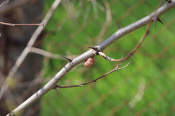little snail on a branch of thorns © Piotr