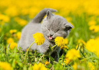 A small fluffy kitten sticking out its tongue and grimacing in a field of yellow flowering dandelions
