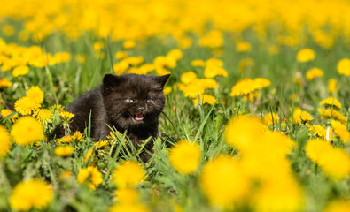 A fluffy black kitten is hiding among the yellow dandelion flowers on the field. Stretched horizontal image for banner