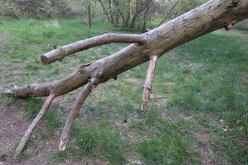 old rotten fallen tree © Piotr