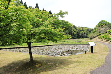 水で生きる生物がいる池の風景