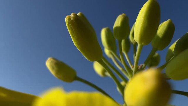 Extreme macro shot of an unripe canola plant shaking in the wind. Low angle camera shot.